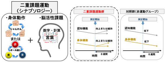 筑波大学 認知機能を向上させる可能性 二重課題運動の有効性を実証 ｓｏｍｐｏ笑顔倶楽部