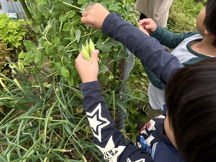 えんどう豆や絹さやを収穫する子供