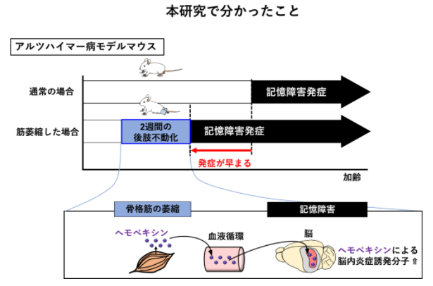 アルツハイマー病モデルマウスによる筋萎縮した場合と通常の場合とでの、記憶障害発症時期の差異