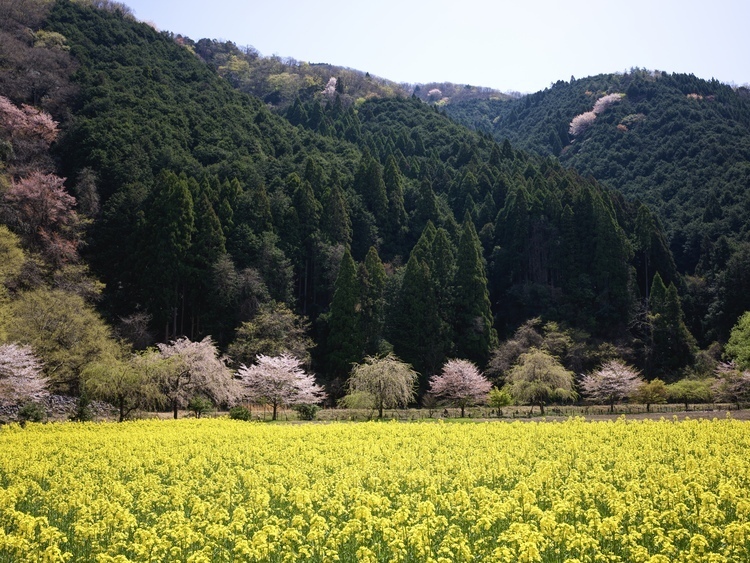 菜の花畑