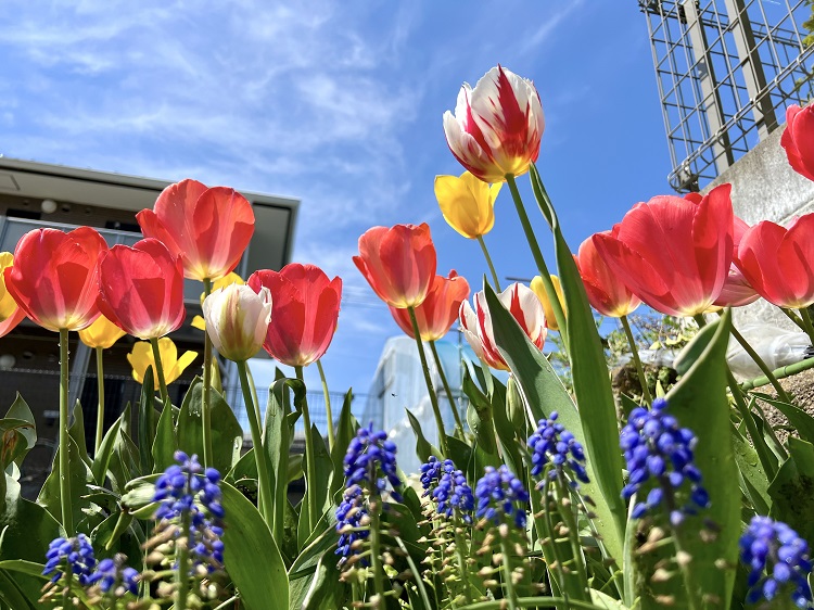 チューリップの花の写真