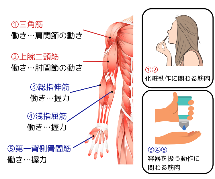 化粧をするときに主に使う筋肉